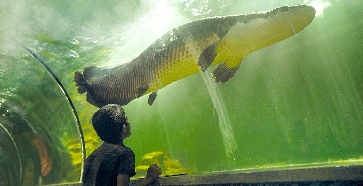 Marine World India s Largest Public Aquarium Kerala India