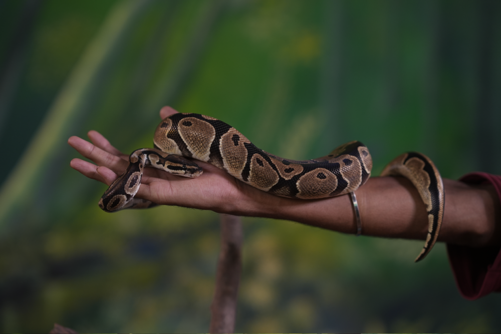 Birds and Animals Park in Thrissur