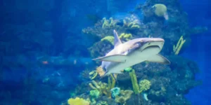 Deep Blue aquarium