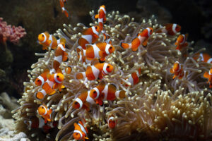 marine wonders
